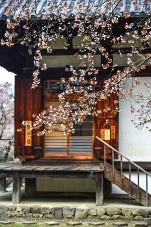 Nara, Japan - Apr 10, 2019. Cherry flowers with ancient building in Nara, Japan. Nara is the old capital of Japan, with a lot of heritages.のeditorial素材