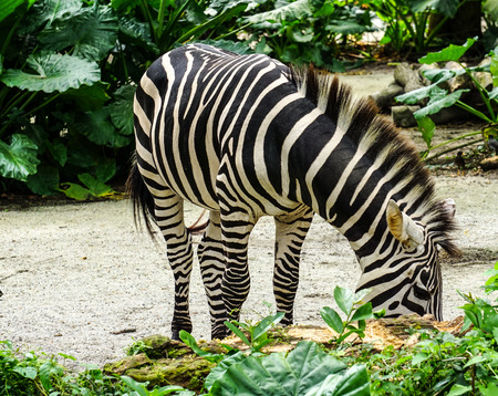Zebra relaxing at sunny day in the zoo.の写真素材