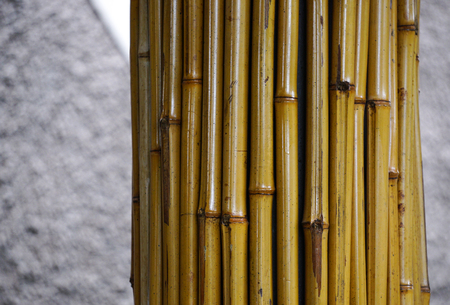 Bamboo for decorations at city park of .