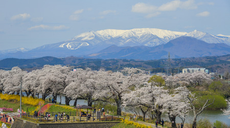 Miyagi, Japan - Apr 14, 2019. Cherry blossom with Zao Mountain Range background in Miyagi, Japan.のeditorial素材