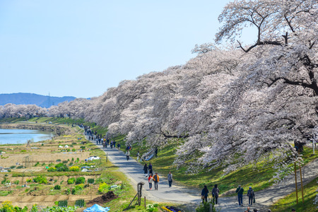 Miyagi, Japan - Apr 14, 2019. People walking on the cherry blossom road near Shiroishi River at sunny day in Miyagi, Japan.のeditorial素材