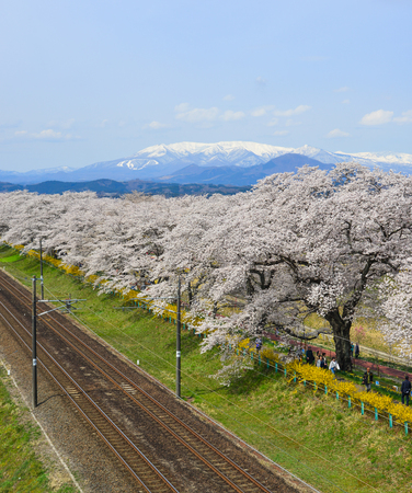 Miyagi, Japan - April 14, 2019. Landscape scenic view  of sakura (cherry blossom) with railway track and Zao Mountain Range background.のeditorial素材