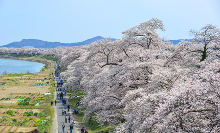 Miyagi, Japan - Apr 14, 2019. People walking on the cherry blossom road near Shiroishi River at sunny day in Miyagi, Japan.のeditorial素材