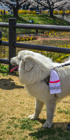 Miyagi, Japan - Apr 14, 2019. Portrait of a white dog Labrador Retriever playing at the park in sunny day.のeditorial素材
