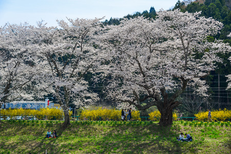 Miyagi, Japan - Apr 14, 2019. People enjoying at the cherry blossom park near Shiroishi River at sunny day in Miyagi, Japan.のeditorial素材