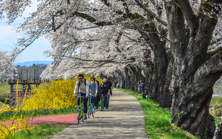 Miyagi, Japan - Apr 14, 2019. People enjoying at the cherry blossom park near Shiroishi River at sunny day in Miyagi, Japan.のeditorial素材