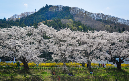 Miyagi, Japan - Apr 14, 2019. Cherry blossom near Shiroishi River at sunny day in Miyagi, Japan.のeditorial素材