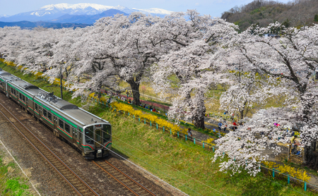 Miyagi, Japan - April 14, 2019. Landscape scenic view of Tohoku train with full bloom of sakura (cherry blossom).のeditorial素材