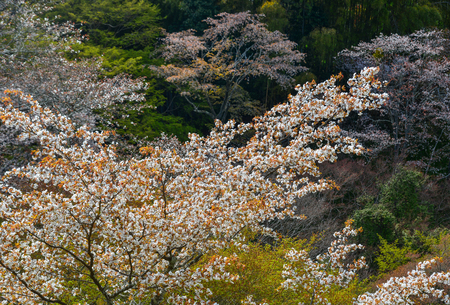 Cherry trees and flowers in Yoshino Park, Japan. Yoshino is a very popular spot for Hanami during cherry blossom season.の写真素材
