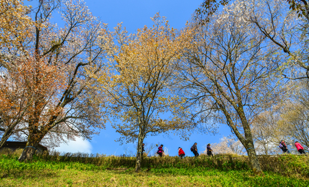 Yoshino, Japan - Apr 12, 2019. People enjoying cherry blossom in Yoshino Park, Japan. Yoshino is a very popular spot for Hanami during spring time.のeditorial素材