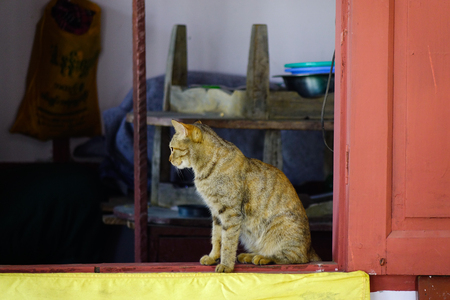 A cute cat relaxing at rural house in Mandalay, Myanmar.の写真素材