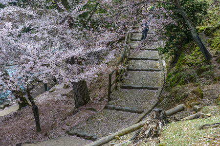 Cherry trees and flowers in Nara Park, Japan. Nara is a very popular spot for Hanami during cherry blossom season.の写真素材