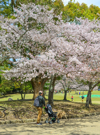 Nara, Japan - Apr 11, 2019. People visit the Nara Cherry Blossom Park, Japan. Nara is a very popular spot for Hanami during cherry blossom season.のeditorial素材