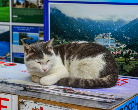 Istanbul, Turkey - Sep 29, 2018. A pretty cat sleeping at the park in Istanbul, Turkey.のeditorial素材