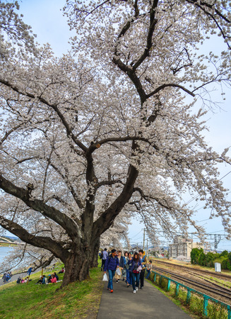 Sendai, Japan - Apr 11, 2019. People walking on cherry blossom road in Sendai, Japan. The cherry blossom (sakura) has been celebrated in Japan for many centuries.のeditorial素材