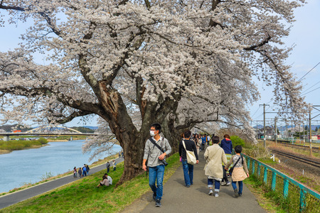 Sendai, Japan - Apr 11, 2019. People walking on cherry blossom road in Sendai, Japan. The cherry blossom (sakura) has been celebrated in Japan for many centuries.のeditorial素材