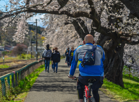 Sendai, Japan - Apr 11, 2019. A man biking on cherry blossom road in Sendai, Japan. The cherry blossom (sakura) has been celebrated in Japan for many centuries.のeditorial素材
