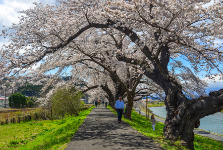 Sendai, Japan - Apr 11, 2019. People walking on cherry blossom road in Sendai, Japan. The cherry blossom (sakura) has been celebrated in Japan for many centuries.のeditorial素材