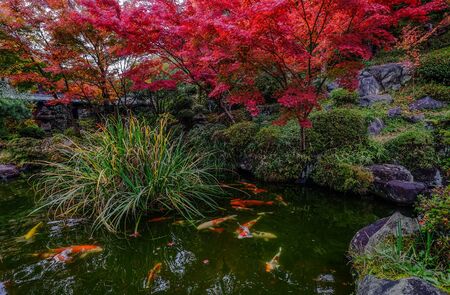 Koi fish pond at autumn garden in Kyoto, Japan. Koi fish is kept for decorative purposes in outdoor zen gardens.の写真素材
