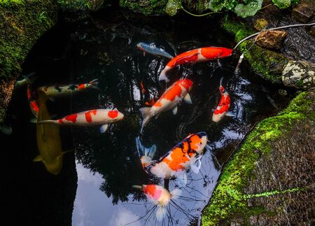 Colorful Koi fish on the pond in Kyoto, Japan. Koi fish is kept for decorative purposes in outdoor zen gardens.の写真素材