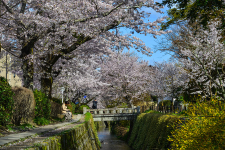 Kyoto, Japan - Apr 9, 2019. People enjoying cherry blossom (sakura) on Philosopher Walk in Kyoto, Japan.のeditorial素材