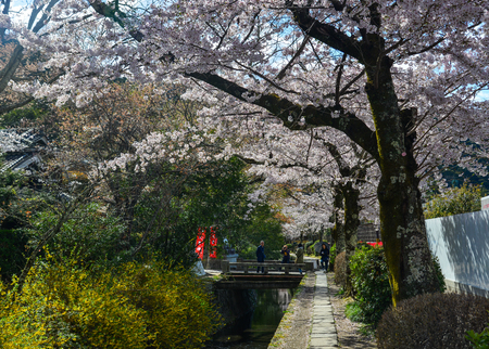Kyoto, Japan - Apr 9, 2019. People enjoying cherry blossom (sakura) on Philosopher Walk in Kyoto, Japan.のeditorial素材
