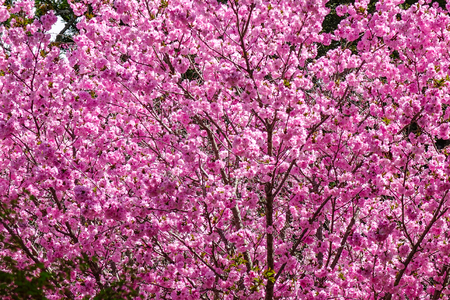 Cherry blossom at spring time in Kyoto, Japan. Hanami (cherry flower viewing) in Japan is a long tradition, attracting many tourists.のeditorial素材