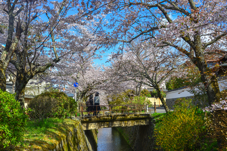 Kyoto, Japan - Apr 9, 2019. People enjoying cherry blossom (sakura) on Philosopher Walk in Kyoto, Japan.のeditorial素材