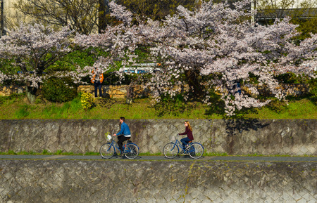 Kyoto, Japan - Apr 9, 2019. Activities along Kamo riverbank with cherry blossom trees in Kyoto, Japan.のeditorial素材