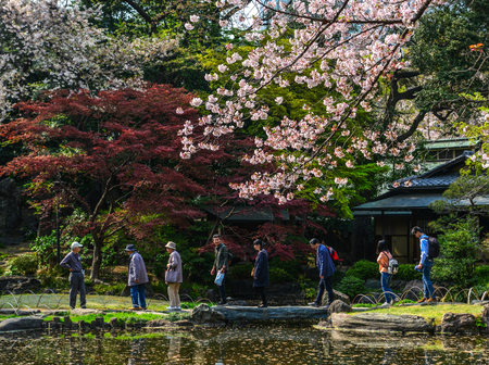 Tokyo, Japan - Apr 7, 2019. People enjoying cherry blossom (Hanami) in Tokyo, Japan. The cherry blossom tree in Japanese culture goes back hundreds of years.のeditorial素材