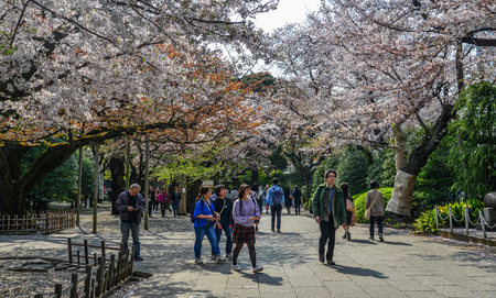 Tokyo, Japan - Apr 7, 2019. People enjoying cherry blossom (Hanami) in Tokyo, Japan. The cherry blossom tree in Japanese culture goes back hundreds of years.のeditorial素材