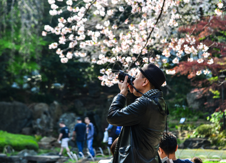 Tokyo, Japan - Apr 7, 2019. A man taking photos of cherry blossoms. The cherry blossom tree in Japanese culture goes back hundreds of years.のeditorial素材