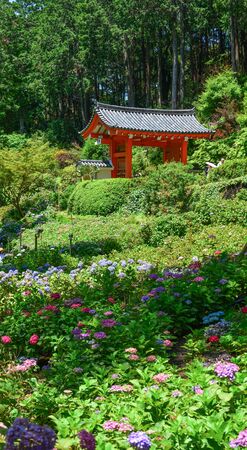 Hydrangea flower garden at the ancient temple in Kyoto, Japan.の写真素材