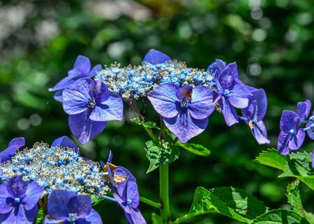 Hydrangea flower full bloom on a summer day in Kyoto, Japan.