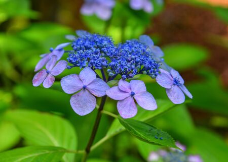 Hydrangea flower full bloom on a summer day in Kyoto, Japan.