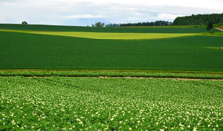 Beautiful rural scenery at summer day in Furano Township, Hokkaido, Japan.