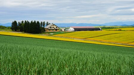 Beautiful rural scenery at summer day in Furano Township, Hokkaido, Japan.の写真素材