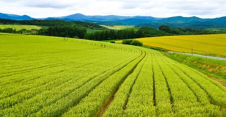 Beautiful rural scenery at summer day in Furano Township, Hokkaido, Japan.の写真素材