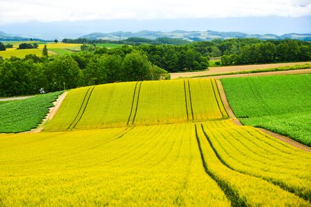 Beautiful rural scenery at summer day in Furano Township, Hokkaido, Japan.の写真素材