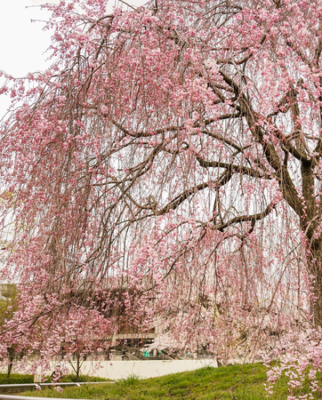 Cherry blossom at spring time in Kyoto, Japan.のeditorial素材