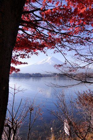 Mount Fuji (Japanese iconic) with maple trees in autumn.のeditorial素材