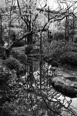 Cherry blossom at spring time in Kyoto, Japan.のeditorial素材