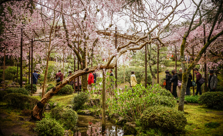 Kyoto, Japan - Apr 6, 2014. People enjoying cherry blossom at spring time in Kyoto, Japan.のeditorial素材