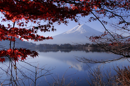 Mount Fuji (Japanese iconic) with maple trees in autumn.のeditorial素材