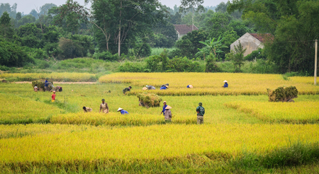 Ha Tinh, Vietnam - Jun 17, 2012. People working on rice field in Ha Tinh, Vietnam. Rice production in Red River delta is important to the food supply in Vietnam.のeditorial素材