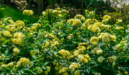 Rose garden at spring time in Tochigi, Japan.のeditorial素材