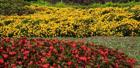 Small flowers for decorations in the spring park.