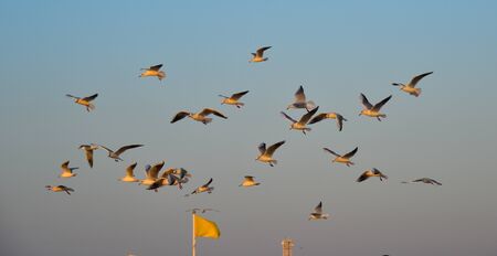 Seagulls flying in a blue sky background at spring time.