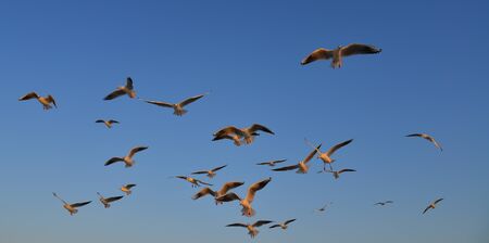 Seagulls flying in a blue sky background at spring time.の写真素材