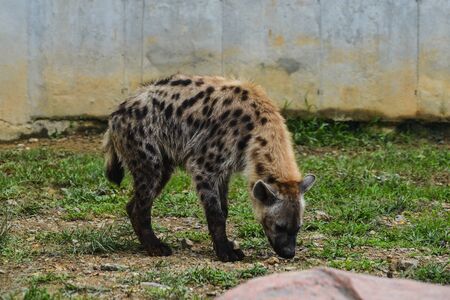 Spotted hyena (Crocuta crocuta), also known as the laughing hyena.の写真素材